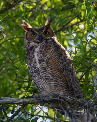 Great Horned Owl Watching Over.jpg