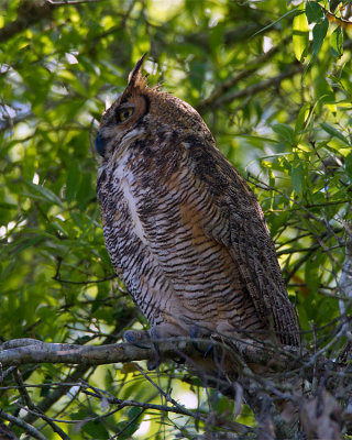 Great Horned Owl Looking Left.jpg