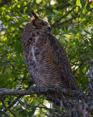 Great Horned Owl Keeping Watch.jpg