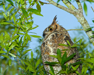 Great Horned Owl Closeup.jpg
