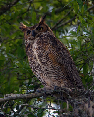 Great Horned Owl at Mid Morning.jpg