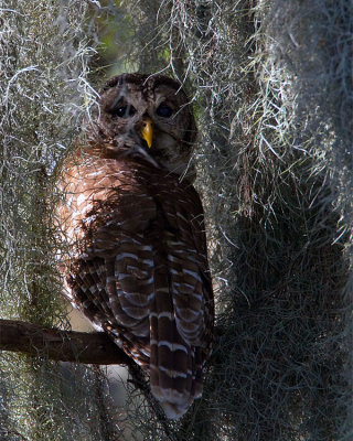 Barred Owl Female in the Moss.jpg