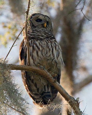 Barred Owl Male at Morning on Alligator Alley.jpg