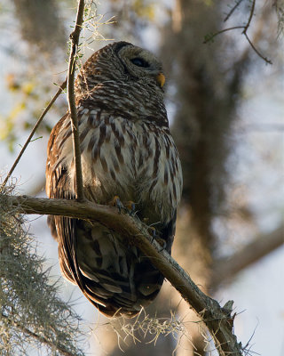 Barred Owl Male at Morning.jpg