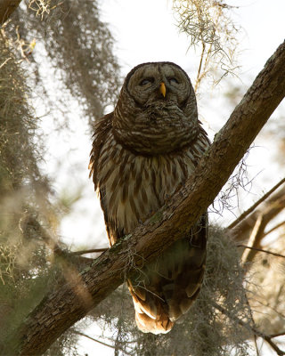 Barred Owl Male Hooting.jpg