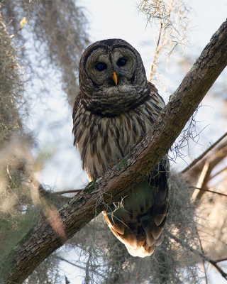 Barred Owl Male on a Branch on Alligator Alley.jpg