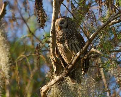 Barred Owl Male on the Tree.jpg
