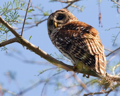 Barred Owl on the Tree.jpg