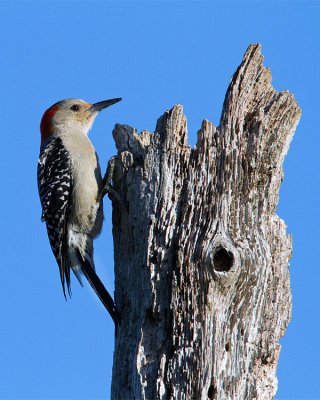 Red Bellied Woodpecker on Top of the Tree.jpg