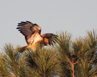 Red Tail Hawk in the Tree.jpg