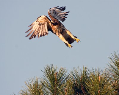 Red Tail Hawk Launching.jpg
