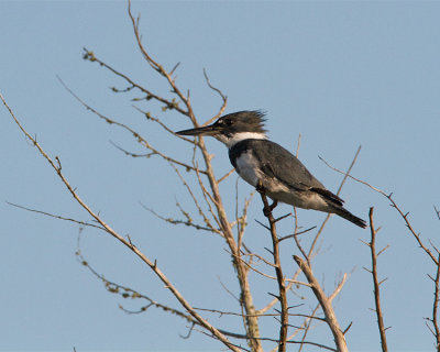 Belted Kingfisher Perched.jpg