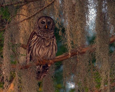 Barred Owl in the Moss at Sunrise.jpg