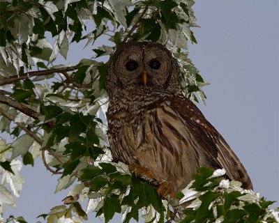 Barred Owl in the Leaves.jpg