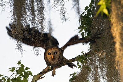 Barred Owl in Flight.jpg