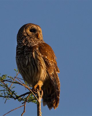 Barred Owl in the Sunlight.jpg