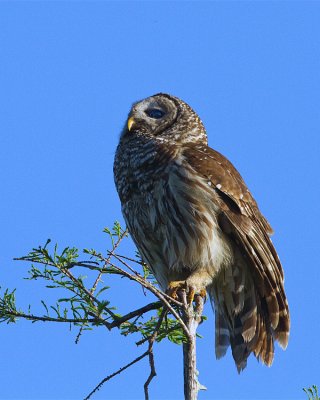 Barred Owl on Alligator Alley in the Treetop Looking Up.jpg