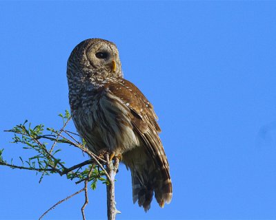 Barred Owl Looking Right.jpg