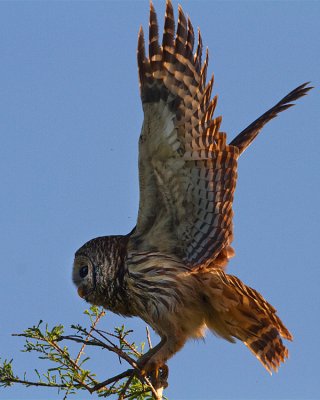 Barred Owl Wings Spread.jpg