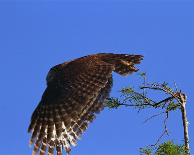 Barred Owl Launching.jpg