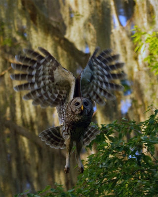 Barred Owl Launching from the Tree.jpg