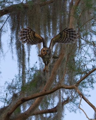 Barred Owl Taking Wing.jpg