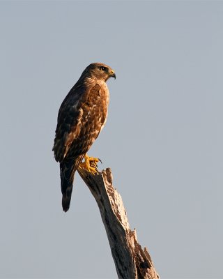 Hawk on a Branch on Marsh Rabbit Run.jpg