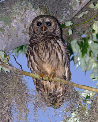 Barred Owl on a Mossy Branch.jpg