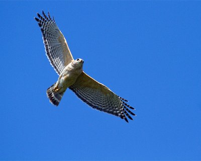 Red Shoulder Hawk in Flight.jpg