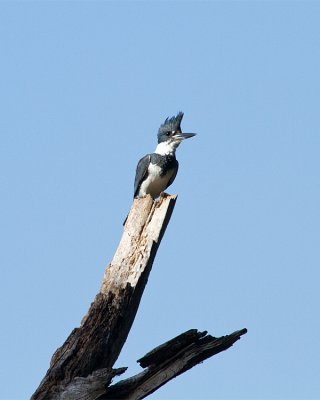 Belted Kingfisher on a Dead Tree.jpg