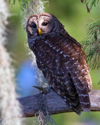 Barred Owl on a Tree Branch.jpg