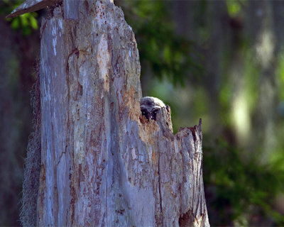 Barred Owl Chick Peeking Out.jpg