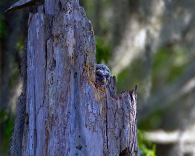 Barred Owl Hatchling.jpg