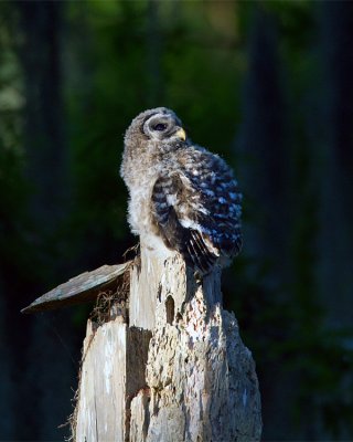 Barred Owl Chick on the Nest.jpg