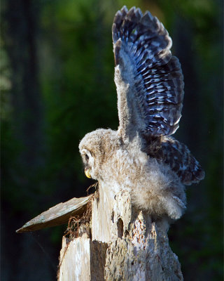 Barred Owl Chick with Wings Spread.jpg