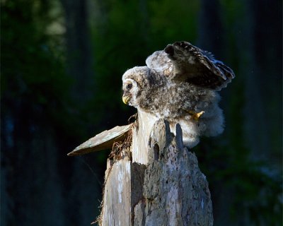 Barred Owl Fledgling Looking Left.jpg