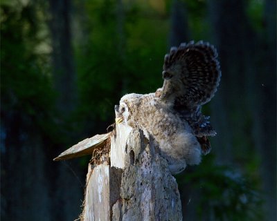 Barred Owl Fledgling on the Top of the Nest Tree Wings Spread Facing Left.jpg