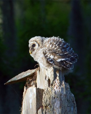 Barred Owl Fledgling Puffball.jpg