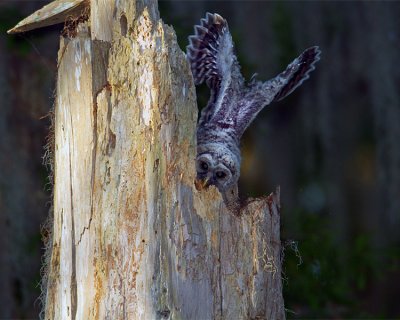 Barred Owl Fledgling Wings Up.jpg