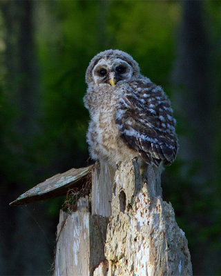 Barred Owl Fledgling.jpg