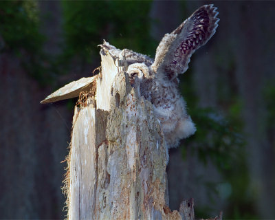 Barred Owl Fledglng Climbing the Nest Tree Flapping Wings.jpg