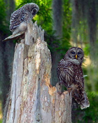 Barred Owl Mom and Chick on the Nest.jpg