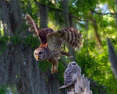 Barred Owl Mom Leaving Baby at the Nest.jpg