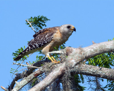 Red Shoulder Hawk Eating on a Branch.jpg