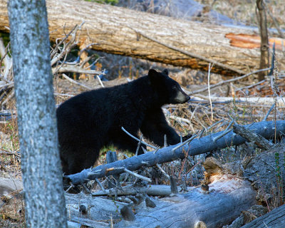 Black Bear Near Tower.jpg