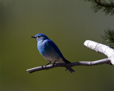 Mountain Bluebird Profile.jpg