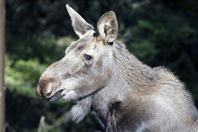 Young Moose Close-Up.jpg