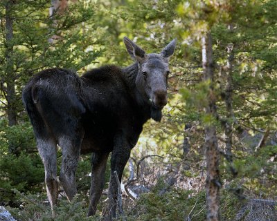 Momma Moose Near Pebble Creek.jpg