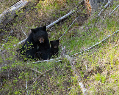 Black Bear with Cubs Near Tower.jpg