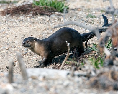 Otter at Sedge Bay.jpg